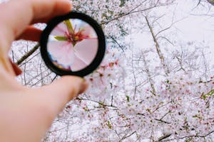 A unique view of cherry blossoms in spring through a magnifying lens outdoors.